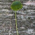 Hydrocotyle vulgaris葉