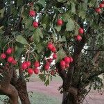 Crataegus monogyna Συνήθη χαρακτηριστικά