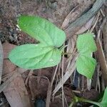 Ipomoea nil Feuille