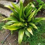 Aspidistra lurida List