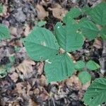 Rubus hispidus Leaf