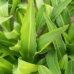 Eucomis pallidiflora Leaf