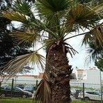 Washingtonia robustaΦύλλο