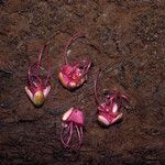 Eperua rubiginosa Hábito