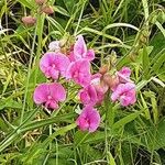 Lathyrus odoratus Flors