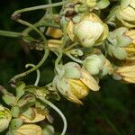 Senna papillosa Flower