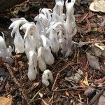 Monotropa uniflora 花