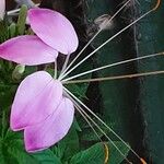 Cleome spinosa Flower