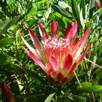 Protea repens Květ