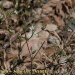 Sabulina tenuifolia Çiçek