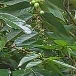 Rhamnus prinoides 果實