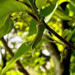 Annona cherimola Blüte