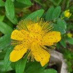 Hypericum calycinumЦвят