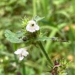 Galeopsis tetrahit Flor