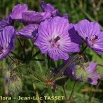 Geranium malviflorum Çiçek