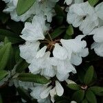 Rhododendron decorum Flor