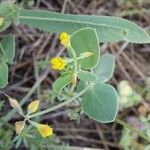 Coronilla scorpioides Flower