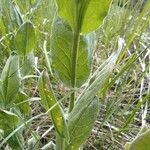 Lepidium draba Leaf