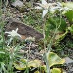 Leontopodium himalayanum