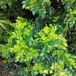Murraya paniculata برگ