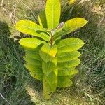 Asclepias syriacaপাতা