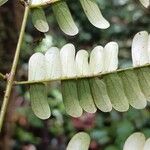 Pseudopiptadenia psilostachya Yaprak