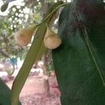 Syzygium samarangense Frucht
