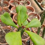 Euphorbia desmondii Fulla