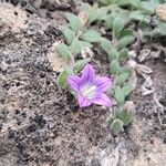 Campanula mollis Flower