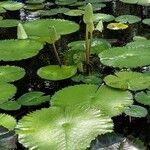 Nymphaea lotus Liść