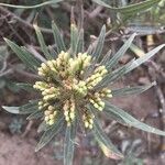 Kleinia neriifolia Fiore
