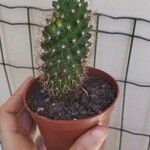 Mammillaria winterae Leaf