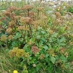 Ligusticum scothicum Habit