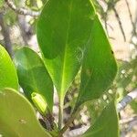 Ceriops tagal पत्ता