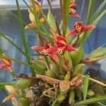 Maxillaria tenuifolia Цвят