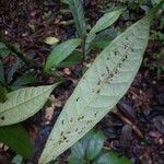 Fusaea longifolia Leaf