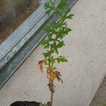 Verbena canadensis Blad