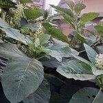 Phytolacca acinosa आदत