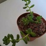 Sedum hernandezii Foglia
