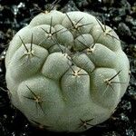 Rebutia neumanniana 整株植物