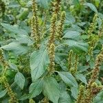 Amaranthus retroflexusList