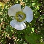 Calochortus gunnisonii Flower