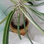 Pachypodium lamerei Φύλλο