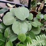 Cissus rotundifolia Blad