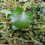 Chrysosplenium alternifolium برگ