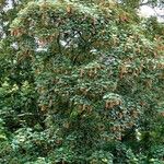 Acer tataricum Habitatea