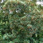 Acer tataricum অভ্যাস