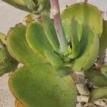 Cotyledon orbiculata Folha