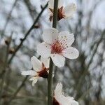 Prunus scoparia Flor