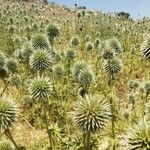 Echinops sphaerocephalusCvet